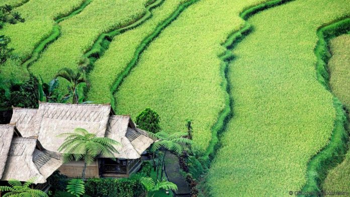 Tasting Babi Guling Bali The Most Famous Food In Bali Living