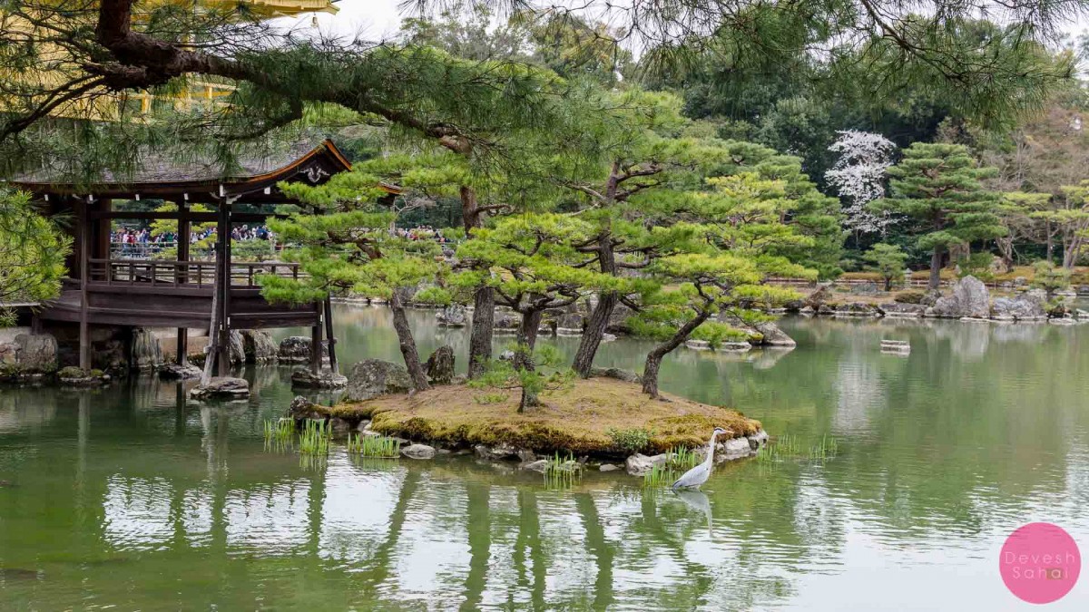 kinkakuji temple garden kyoto (1)