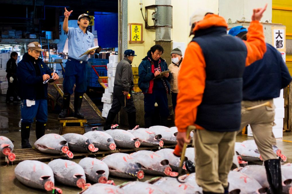 tsukiji fish market tuna auction