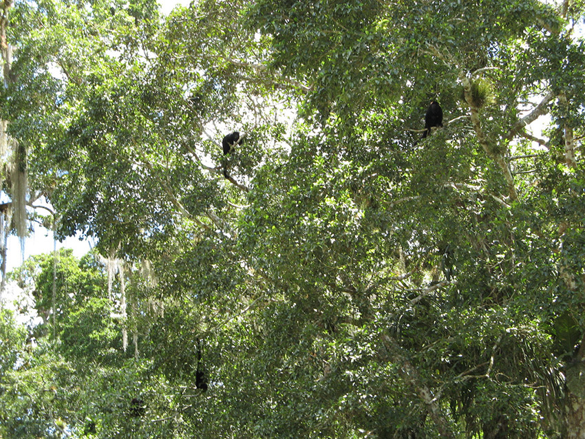  Howler monkeys litter the rainforest and as the sun begins to rise. Photo courtesy Ali E.