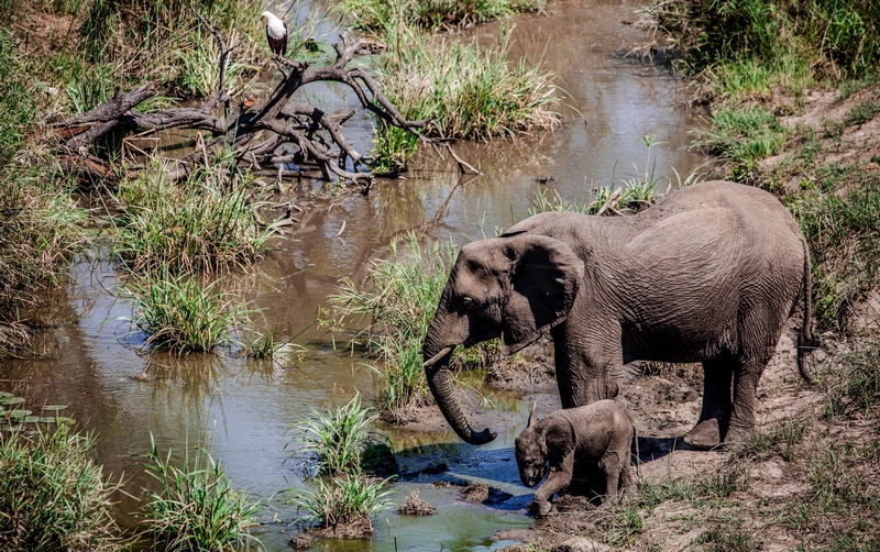 Mother-and-baby-elephant-in-Kruger-National-Park-South-Africa.