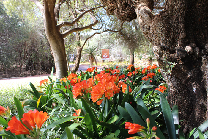 Clivias, also referred to as bush lilies, have heads of brilliant orange (rarely yellow). These trumpet shaped flowers appear mainly in spring but also sporadically at other times of the year. The deep green shiny leaves are a perfect foil for the masses of orange flowers.