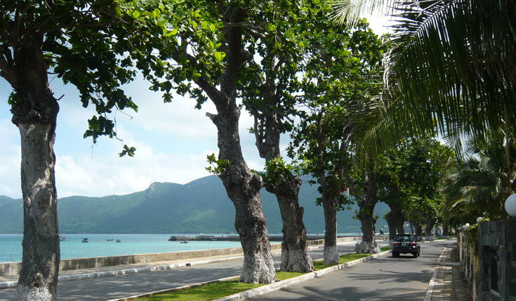  Line of centennial eagle trees in Con Dao. Photo: ST 