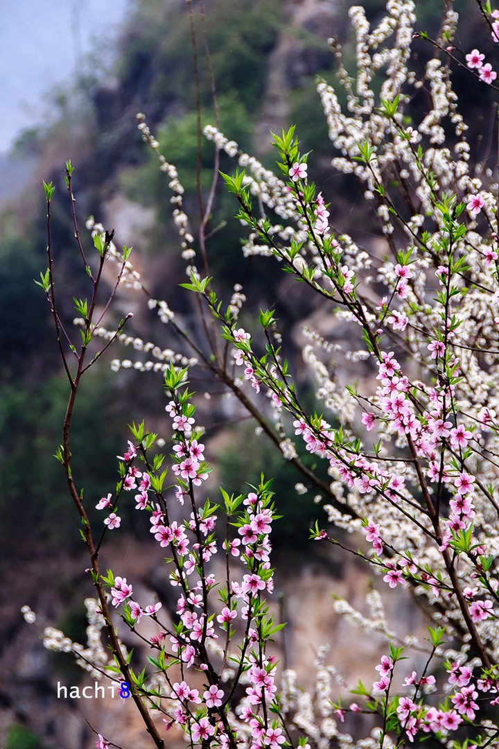 pink spring Ha Giang bloom season northwest Vietnam10