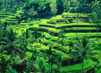 terraced-fields-tegallalang-ubud-bali-indonesia