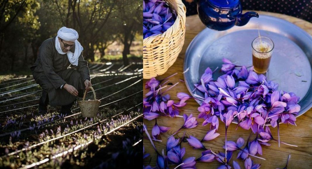 Taliouine saffron — An introduction of Moroccan saffron harvesting