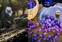 saffron moroccan harvesting