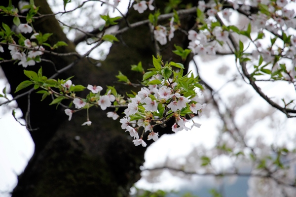 cherry blossoms yamagata japan