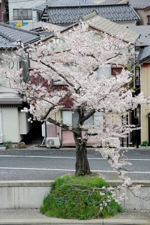 Blooming cherry blossoms – Yamagata, Japan