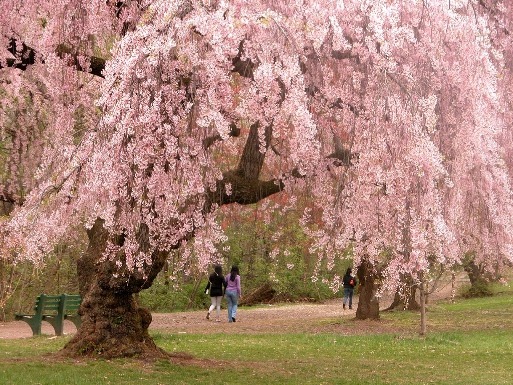 cherry blossom japan 2018 forecast cherry blossom season japan 2018 cherry blossom japan 2018 dates