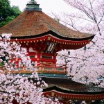 Kyoto cherry blossom 2024 forecast — The dates & 9+ best place to see cherry blossoms in Kyoto