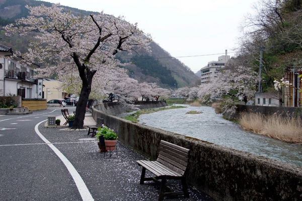 Cherry blossoms along serence streams Yamagata Japan