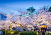 Cherry blossoms in Osaka castle.