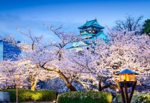 Cherry blossoms in Osaka castle.