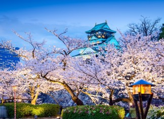 Cherry blossoms in Osaka castle.