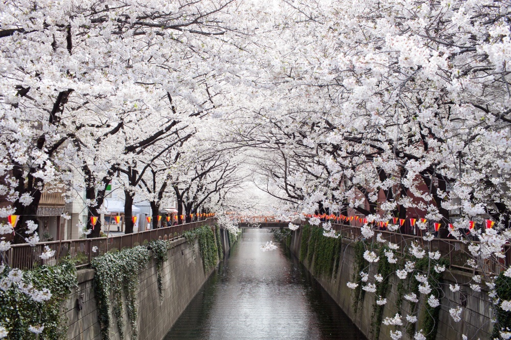 Cherry blossoms in Japan 2