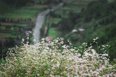 Dong Van unesco geopark buckwheat