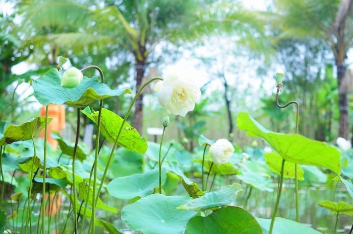 Elagant classifiers of white lotus_Hoi an silk village tour guide_source mytour.vn