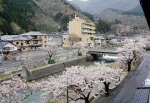 Glorious cherry blossoms along the stream