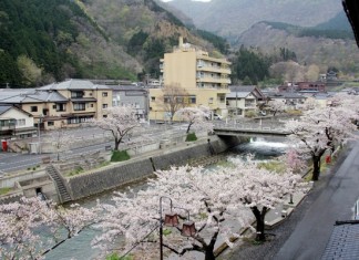 Glorious cherry blossoms along the stream