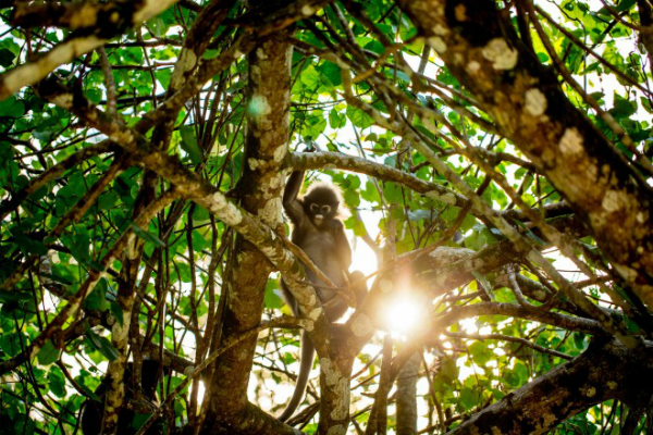 Langkawi Monkey in Langkawi