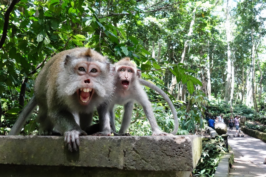 Monkey forest Ubud