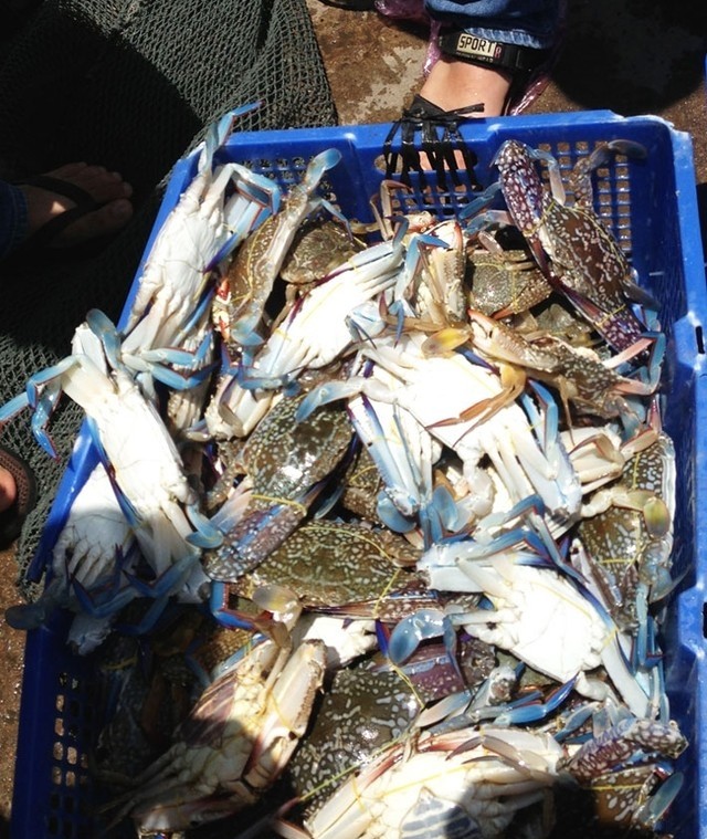 Nam Du - Vietnam seafood - Flower crabs
