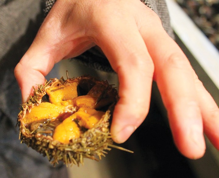 Nam Du - Vietnam seafood Sea urchin