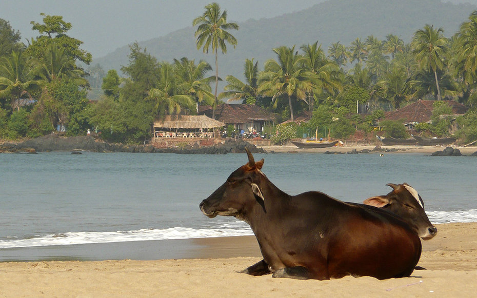 Cow sitting on beach. Getty Images
