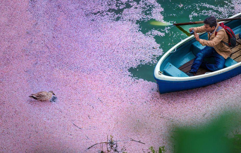 After fall of cherry blossom petals are all over the surface of the river Photo: Danilo Dungo