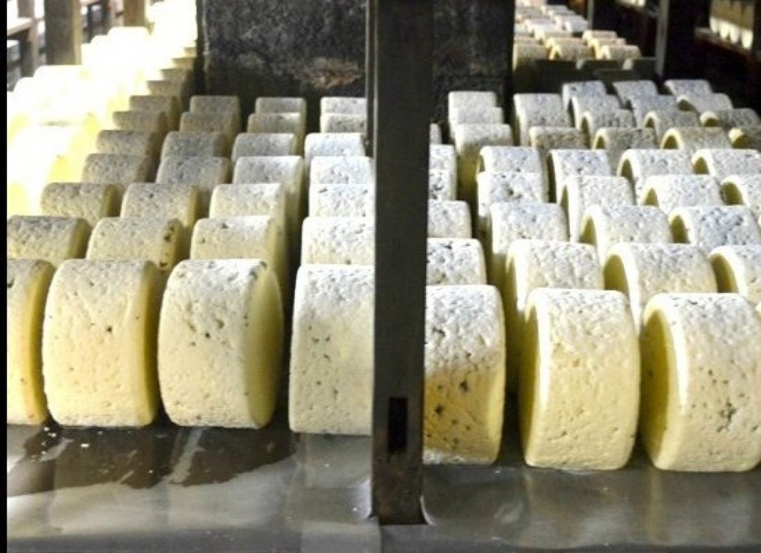 How to make Roquefort Cheese? — The King of cheese in France Living