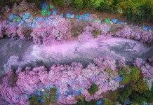 cherry blossom river japan Danilo Dungo