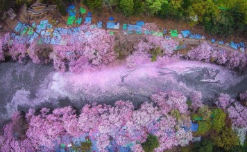 Cherry blossoms pictueres — 29+ stunning pictures show the beauty of cherry blossoms in Japan cherry blossom river japan Danilo Dungo