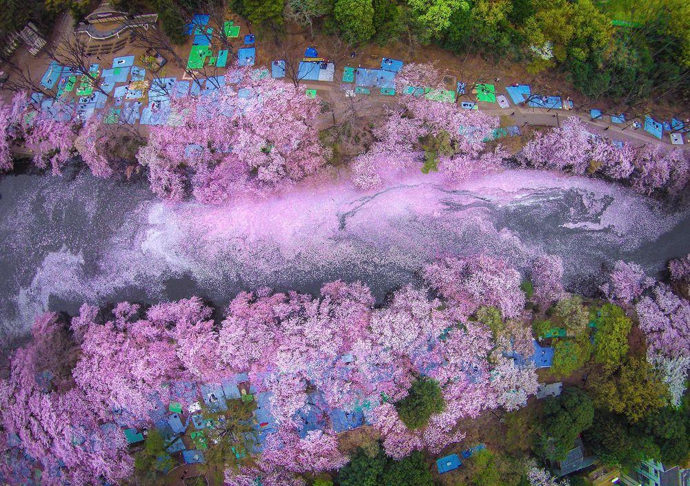 Cheery Blossom River in Japan Image credits: Danilo Dungo
