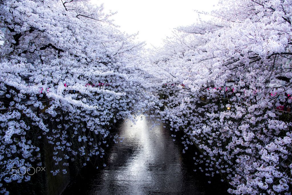 cherry blossom white japan Masayuki Yamashita