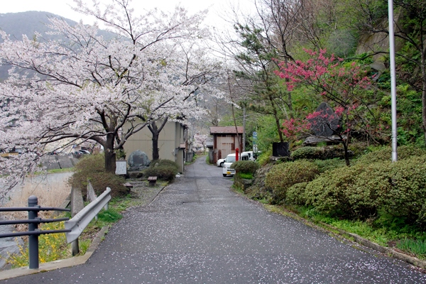 cherry blossoms yamagata Japan