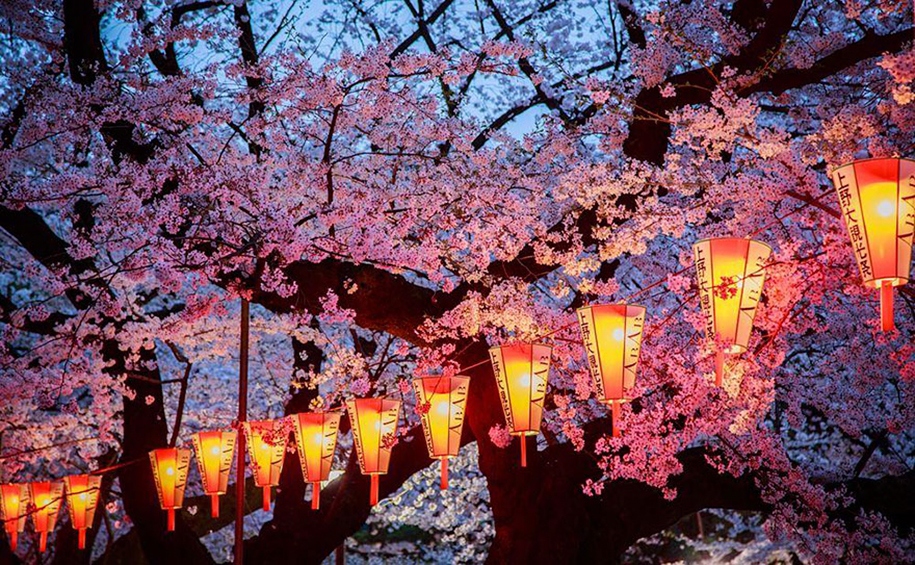 Evening cherry blossoms in Japan Image credits: Aurora Simionescu