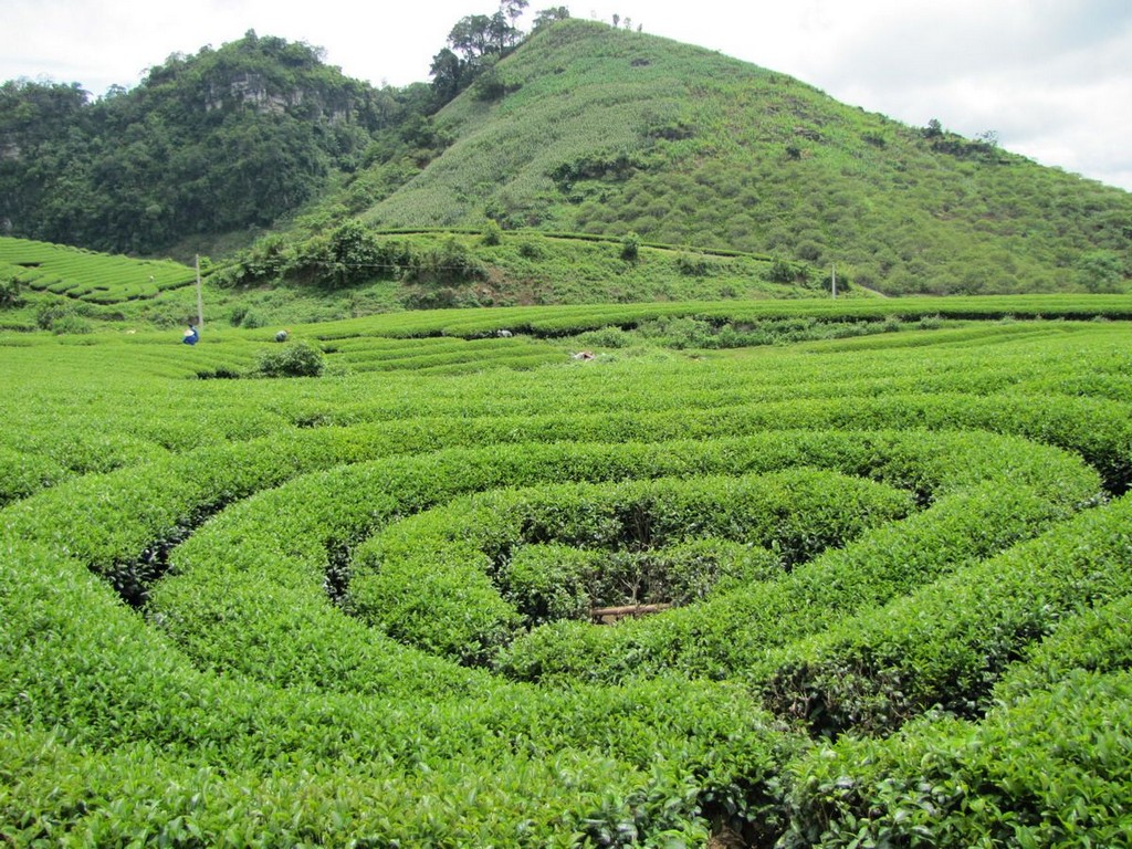 heart shaped tea platation in moc chau Plateau