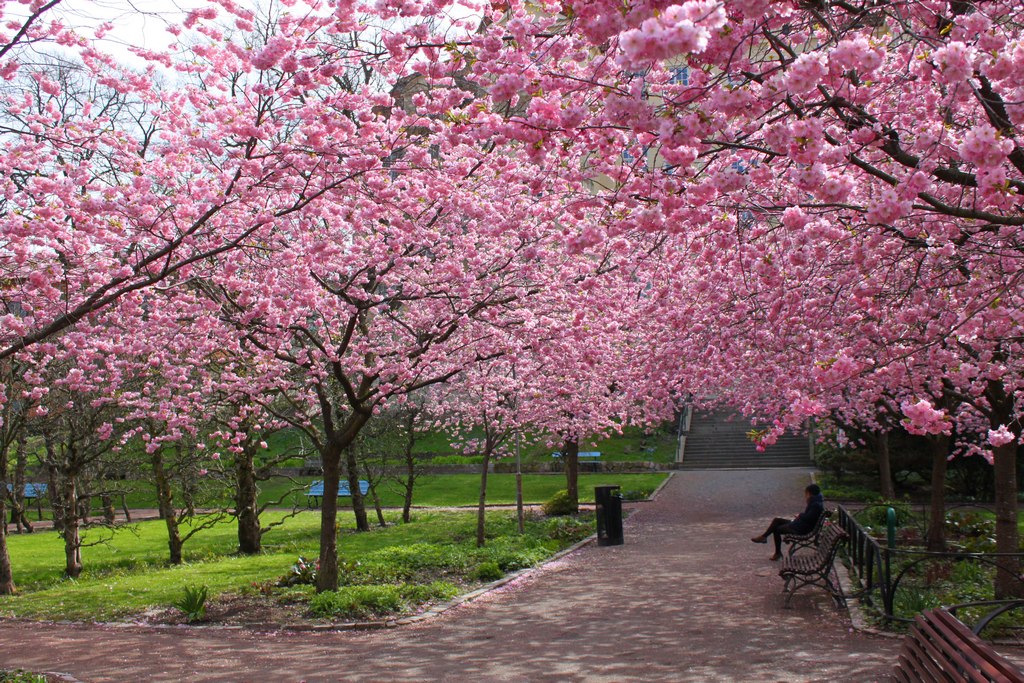 Cherry-Blossom-japanese-cherry-tree-sakura