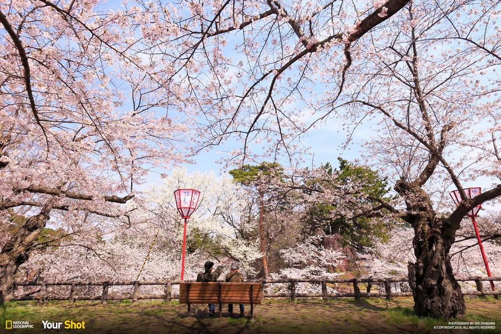 old-couple Joe Ishikawa cherry blossom japan