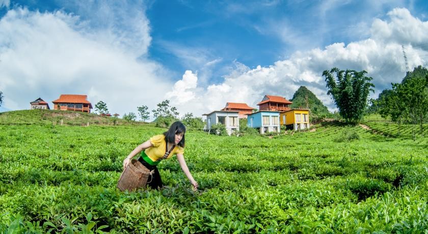 picking tea with ethic people in Moc Chau arena village 10