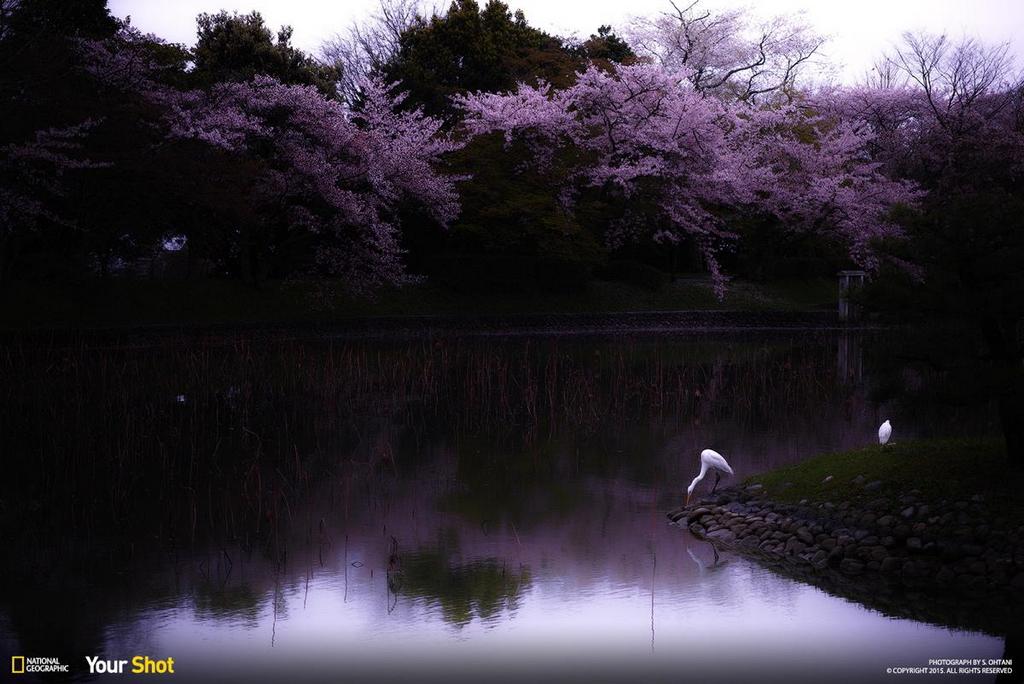 sakura-reverie cherry blossom japan