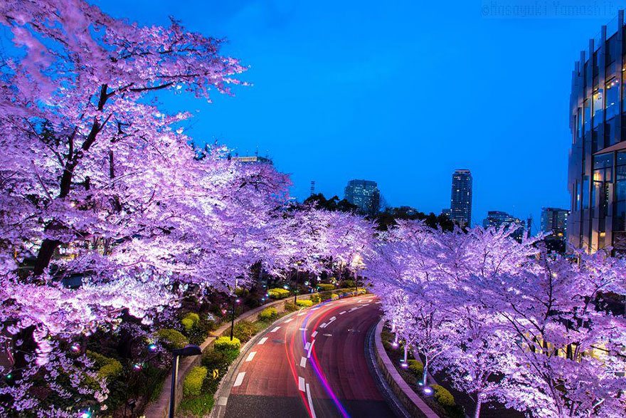 Pink sakura and pink line - an image by Masayuki Yamashita describing the beauty of cherry blossom at night 