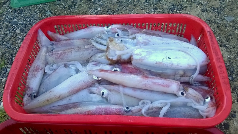 The squids caught by fisherman in the morning. Photo: phuot.vn