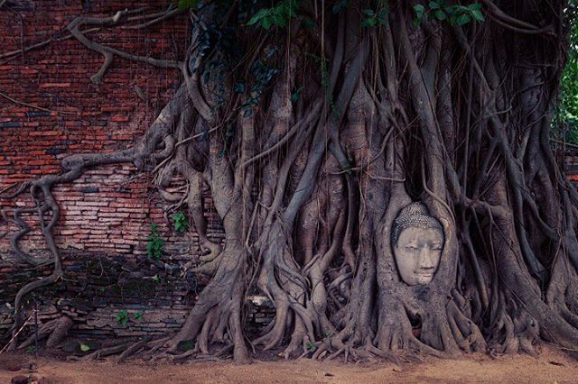 Ayutthaya thai history old temple roots Wat Mahathat buddha head tourist attraction