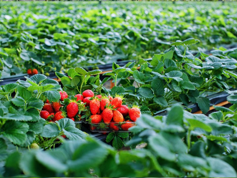 Biofresh strawberry farm in dalat 2