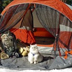 Meet 4 traveling cats who have admirable journeys