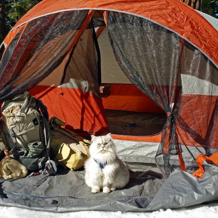 Gandalf is a very famous traveling cat with more than 26,500 followers in Instagram