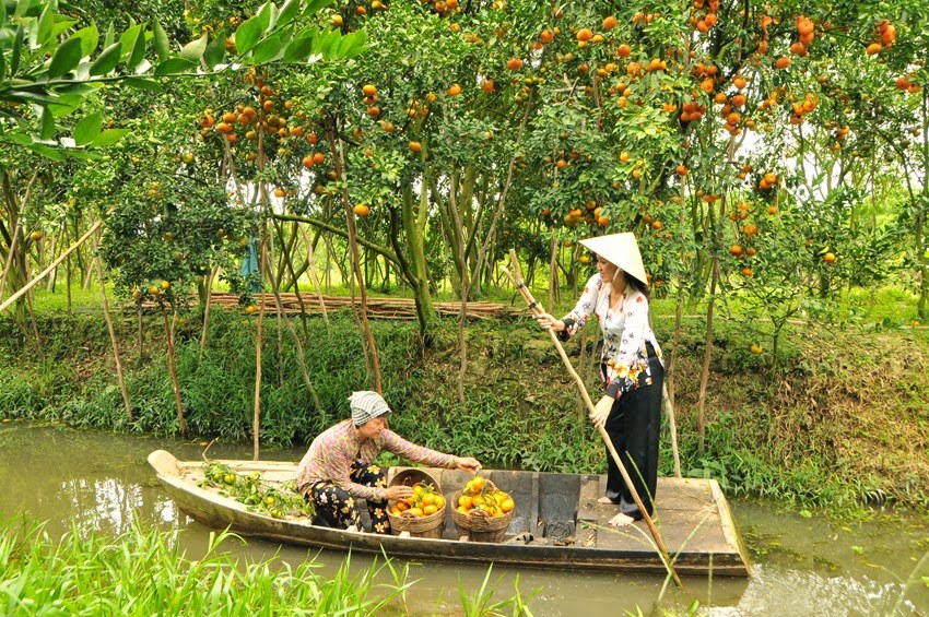Lai Vung orchards at the time of harvests. photo: blogspot.com