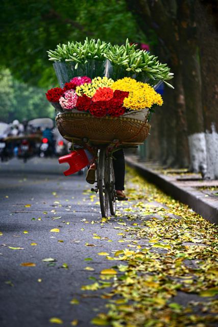 Madonna lily flowers in Hanoi streets